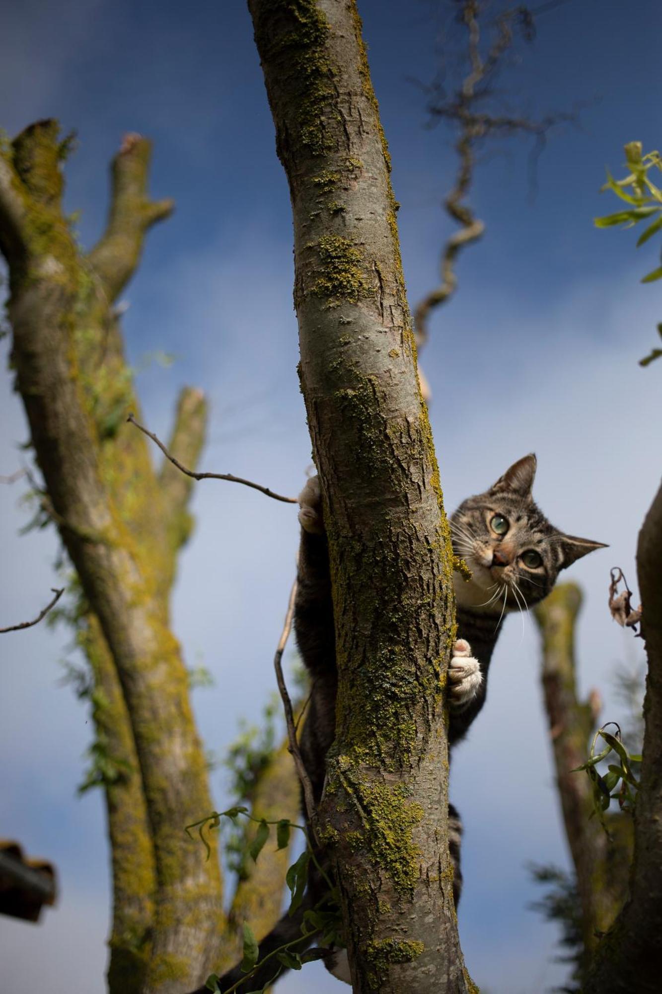 Le Chat Blanc Versols-et-Lapeyre Exteriör bild