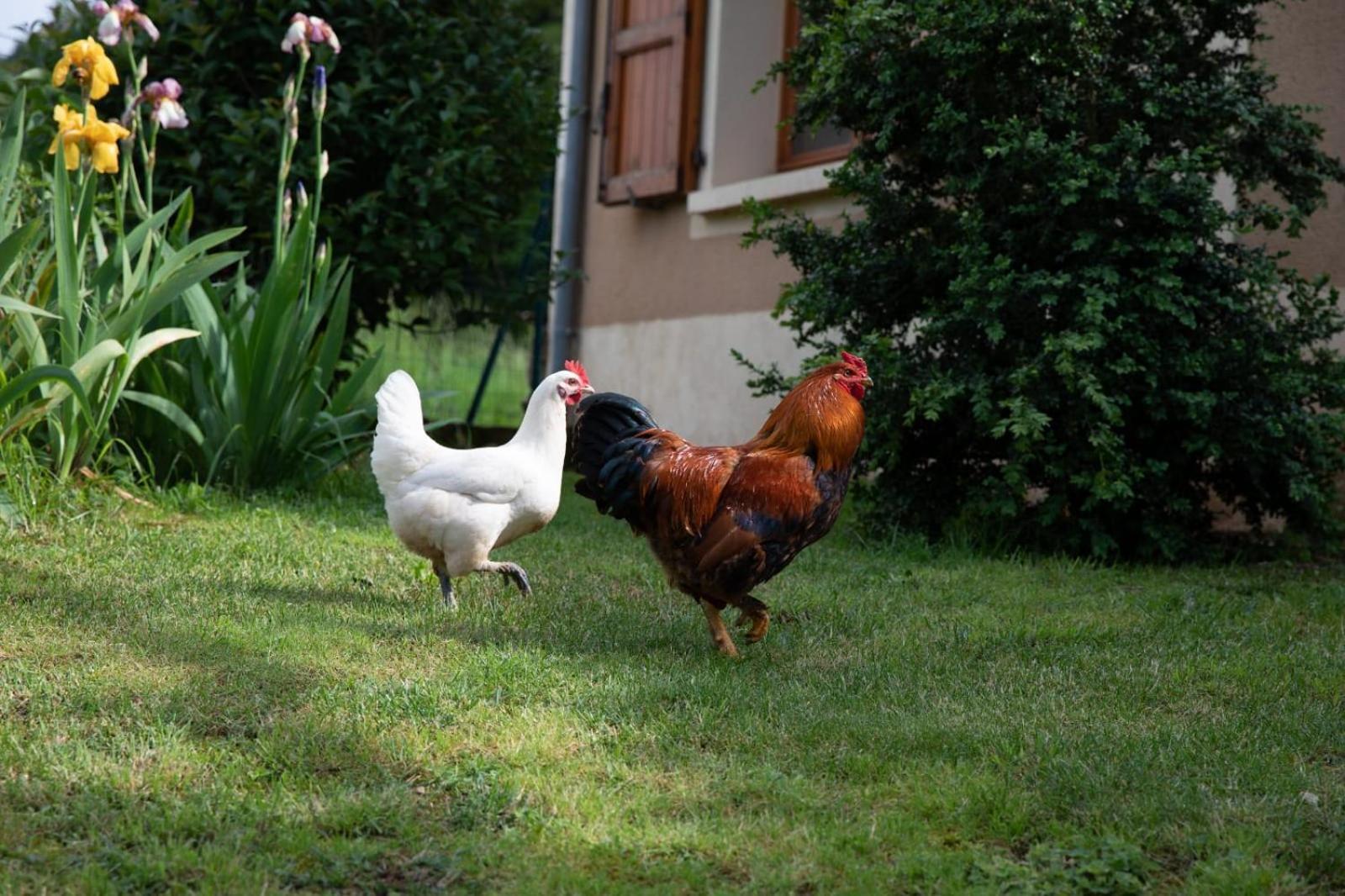 Le Chat Blanc Versols-et-Lapeyre Exteriör bild