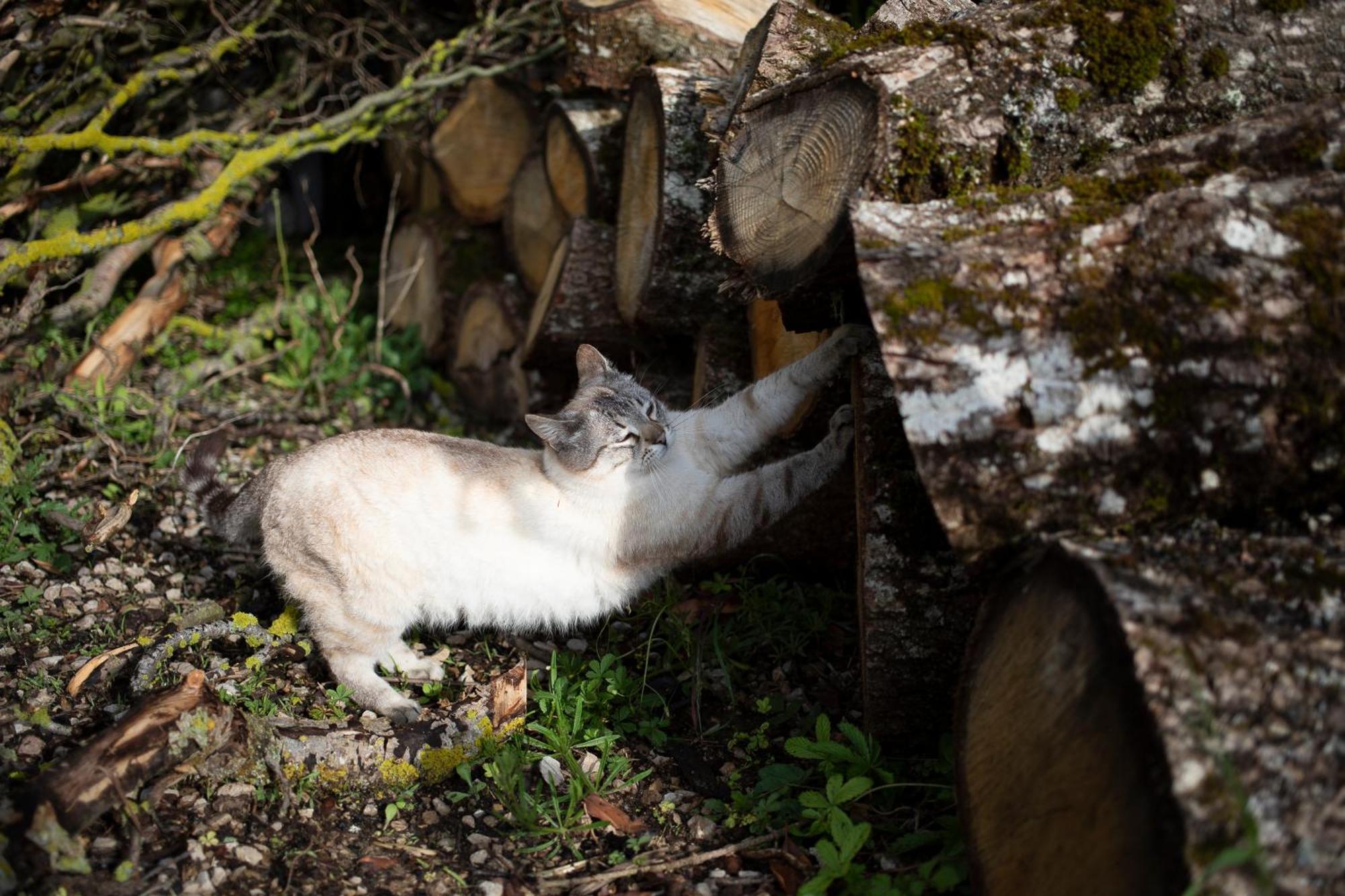 Le Chat Blanc Versols-et-Lapeyre Exteriör bild