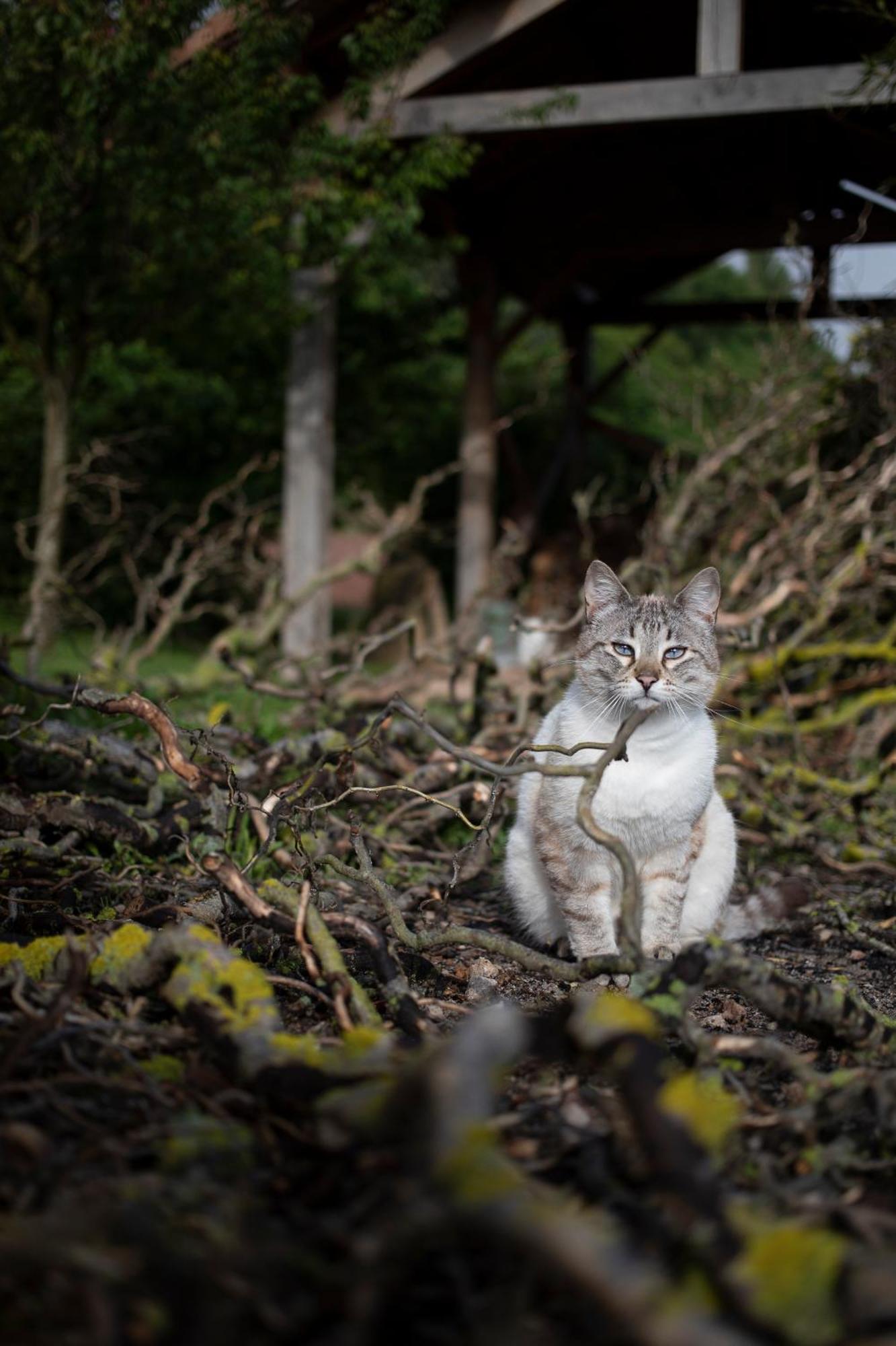 Le Chat Blanc Versols-et-Lapeyre Exteriör bild