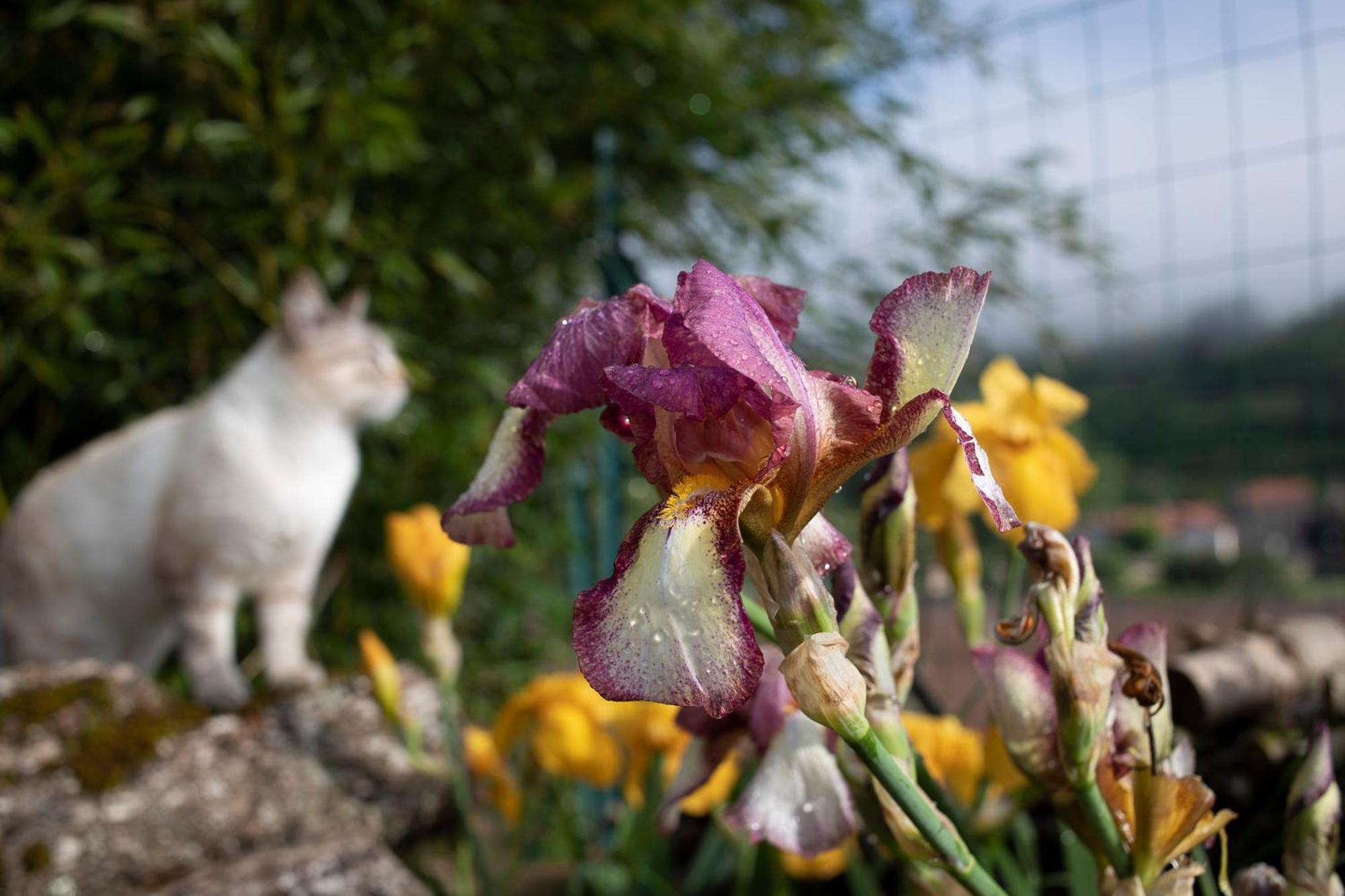 Le Chat Blanc Versols-et-Lapeyre Exteriör bild